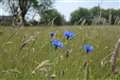 Former coronavirus mortuary becomes wildflower habitat