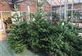 Garden centre selling plastic-free Christmas trees