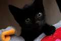 Maggot-infested kitten to lose leg after fox attack