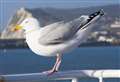 Guest leaves live seagull at Travelodge