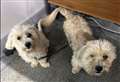 Concerns for owner after dogs found wandering with lead