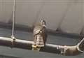 Rescue effort for trapped bird of prey