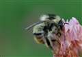 Rare bees discovered on London Resort site