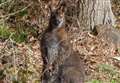 VIDEO: Wallaby hops to it over the road