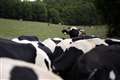 Moo-ve over: Cows wander from Yorkshire farm to M62 before being herded back