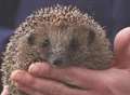 Anger after lout kicks hedgehog to death