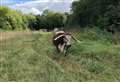 Cows make welcome return to country park