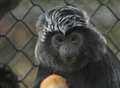 Appeal launched to send Langur