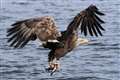 Sea eagle tourism generates economic benefit for Scottish island, study shows