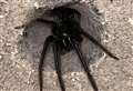 Children find colony of huge green-fanged spiders in garden