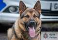 Police dog sniffs out suspected burglar