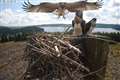 Stunning pictures show osprey’s first flight from forest nest