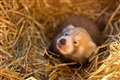 ‘Finger-sized’ red panda cub born at Whipsnade Zoo