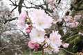 Early spring has slowed, National Trust says as it launches blossom campaign