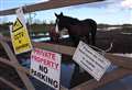 'Stop feeding our horses - it’s killing them'