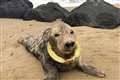 Seal sculpture used to warn beachgoers of dangers of flying rings