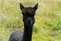 Geronimo the alpaca given 24-hour reprieve