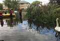 Watch as injured swan is saved in rescue mission