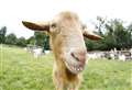 Goat sanctuary reopens thanks to donations