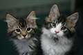 What you need to know about cats and coronavirus