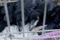 Florence or Matilda? Public to name Tower of London’s baby raven