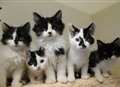 Neuter scheme to tackle feral cat issue