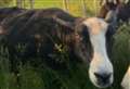 Two sheep stolen from field and another found tied up