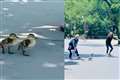 ‘Beautiful moment’ politician helps ducklings cross busy road