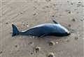 Baby porpoise found dead on beach