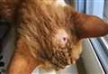 Cat shot in the head with air rifle 