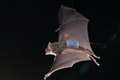 Careless theories risk making bats a scapegoat for coronavirus, expert says