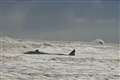 Grim outlook for sperm whales stranded on East Yorkshire coast