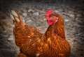 Free range eggs set to return as bird flu rules are relaxed 