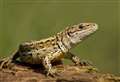 Lizards to be moved to different town so 32 homes can be built