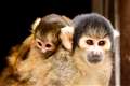 Newborn squirrel monkeys at London Zoo ‘doing really well’