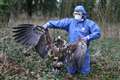 Police probe after two white-tailed eagles reintroduced to England found dead