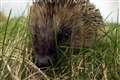 Help preserve hedgehog numbers by boosting legal protection, Tory MPs urge