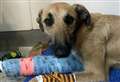 Dog with broken leg left tied to bus stop