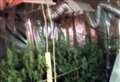 Man, 60, arrested after cannabis farms discovered