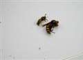 Killer wasp discovered in Kent