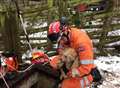 Dog rescued by firefighters after falling down drain