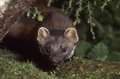 Wildwood pine martens in tunne