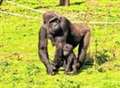 Sick baby gorilla recovers