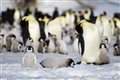 Antarctic sea ice loss causes unprecedented emperor penguin breeding failure