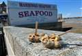 Sun, shellfish and dead seagulls - we taste test cockles and whelks by the beach