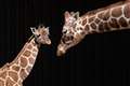 Giraffes have high-functioning social systems, like elephants – study