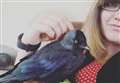 Search for missing pet jackdaw