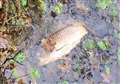 Investigation over dead fish at new-build estate