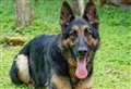 Two-mile police dog chase after fuel thefts