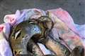 Second 10ft python found in country lane